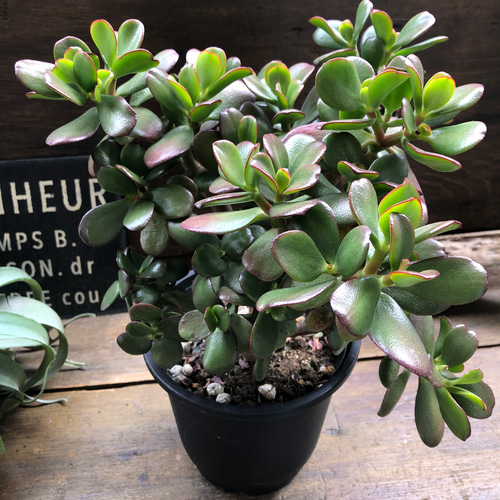 金のなる木♡5号♡花月♡多肉植物♡観葉植物♡成金草♡ アートフラワー