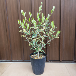 メール便に限り送料無料！！ 開花中♪オリーブの木 エルグレコ 鉢植え