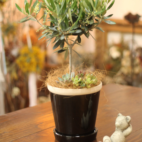 人気のオリーブスタンダード仕立て 多肉植物付き その他