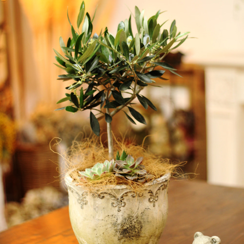 超特良！盆栽仕立て オリーブ 観葉植物 シンボルツリー 超特良 盆栽仕立て オリーブ 観葉植物 シンボルツリー 超特良！盆栽