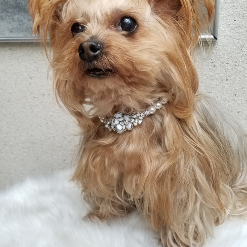 ホワイトカメリア☆犬のアクセサリー☆パールビーズの犬用ネックレス