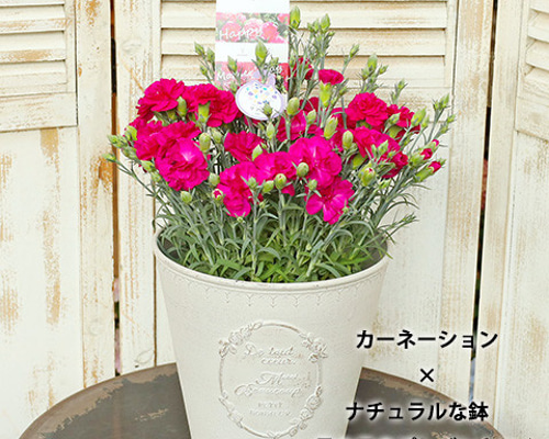 工房ゆずりは 預け鉢 薄い紫色系の花柄がとても綺麗な絵柄 色彩