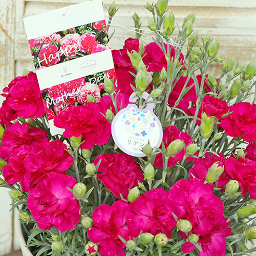 鉢花 カーネーション リアン パープルピンク ナチュラル アンティーク