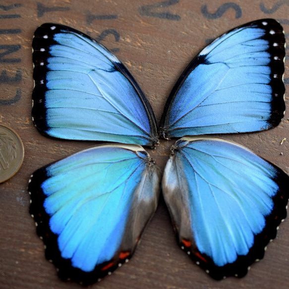 モルフォ蝶の羽　現物（A2） 1枚目の画像