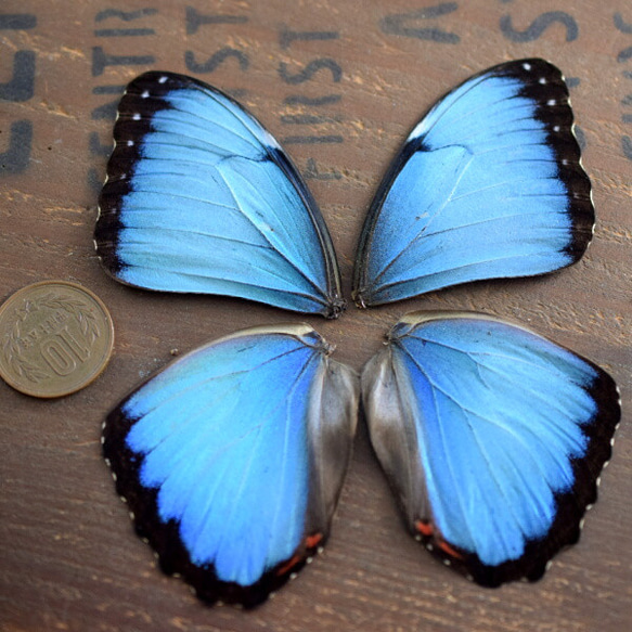 モルフォ蝶の羽　現物（A3） 1枚目の画像