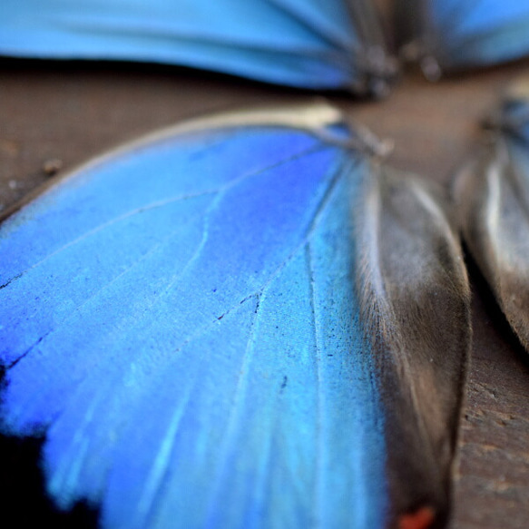 モルフォ蝶の羽　現物（A3） 2枚目の画像