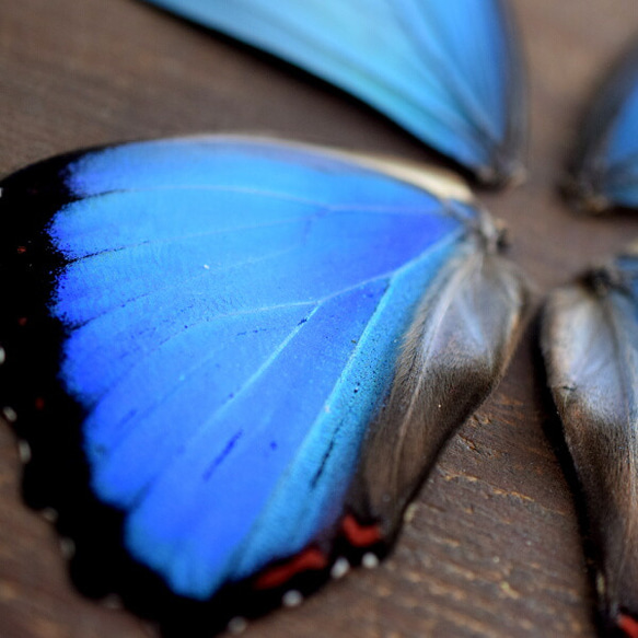 モルフォ蝶の羽　現物（A4） 2枚目の画像