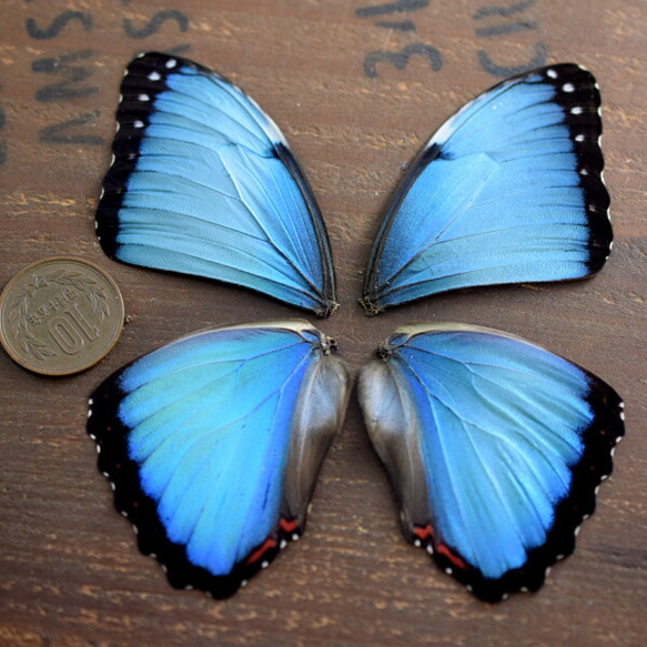 モルフォ蝶の羽　現物（A4） 1枚目の画像