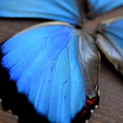 モルフォ蝶の羽　現物（A5） 2枚目の画像
