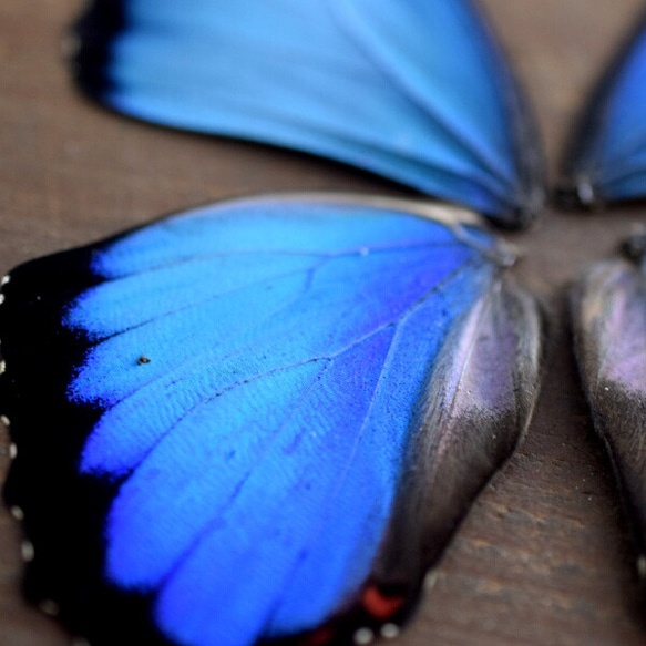 モルフォ蝶の羽　現物（A7） 2枚目の画像