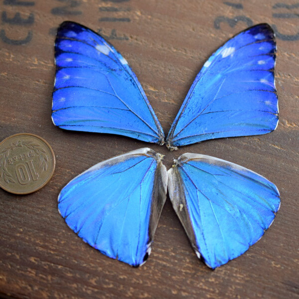 モルフォ蝶の羽　現物（B3） 1枚目の画像