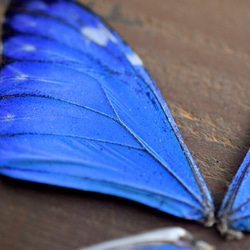 モルフォ蝶の羽　現物（B3） 2枚目の画像