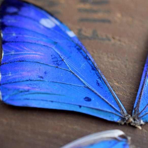 モルフォ蝶の羽　現物（B4） 2枚目の画像