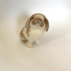 うさぎ 羊毛フェルト ロップイヤー ホーランドロップ ミニうさぎ