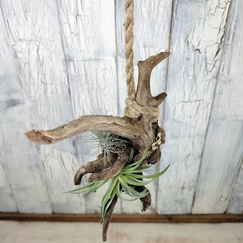 エアープランツ 流木 観葉植物 その他インテリア雑貨 陽華園 通販