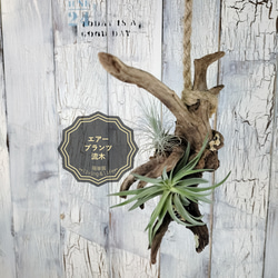 エアープランツ 流木 観葉植物 その他インテリア雑貨 陽華園 通販