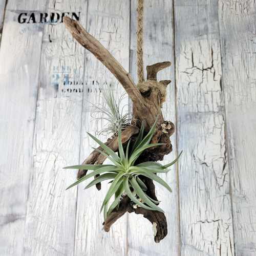 エアープランツ 流木 観葉植物 その他インテリア雑貨 陽華園 通販