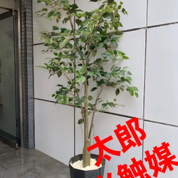 光触媒　人工観葉植物　ウォールグリーン　フェイクグリーン　ガジュマル150FST 光触媒 人工観葉植物 ウォールグリーン フェイクグリーン