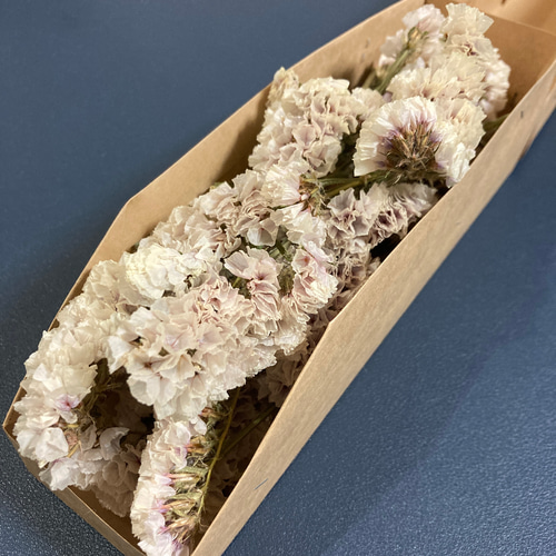 20輪以上｜ドライチース｜ソロモン［スターチスのドライフラワー