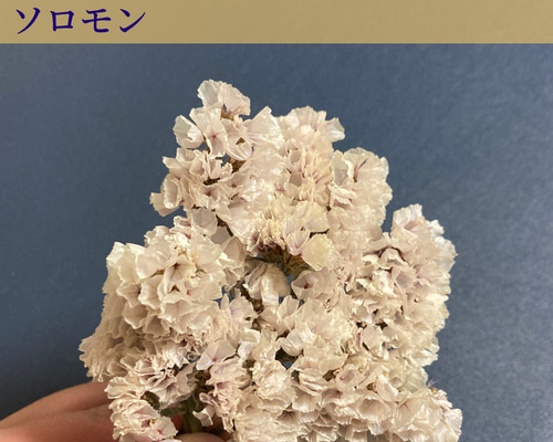 ドライフラワー❇️スターチス ソロモン❣️ ドライフラワー