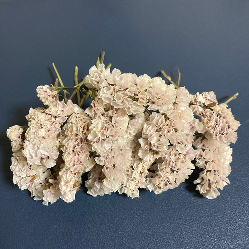 20輪以上｜ドライチース｜ソロモン［スターチスのドライフラワー