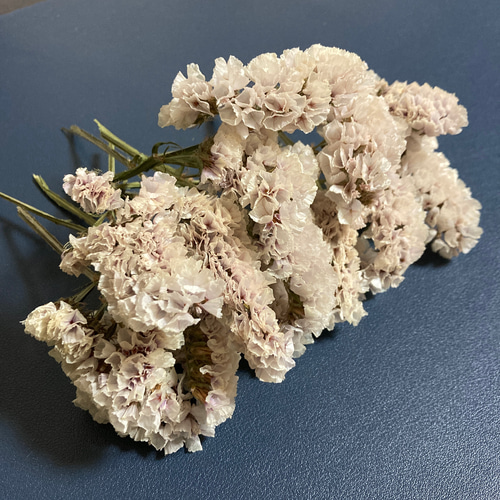 20輪以上｜ドライチース｜ソロモン［スターチスのドライフラワー