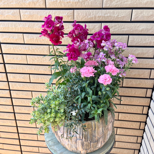 丸いセメント鉢にカーネーションとネメシアのピンク系の寄せ植え