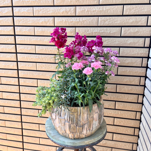丸いセメント鉢にカーネーションとネメシアのピンク系の寄せ植え