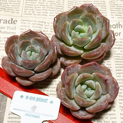 NEW 第四種送料無料◇愛◇多肉植物 韓国苗 多肉植物 a-po.plant 通販