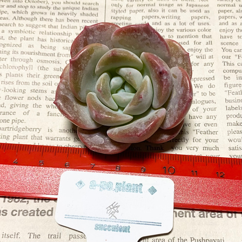 NEW 第四種送料無料◇愛◇多肉植物 韓国苗 多肉植物 a-po.plant