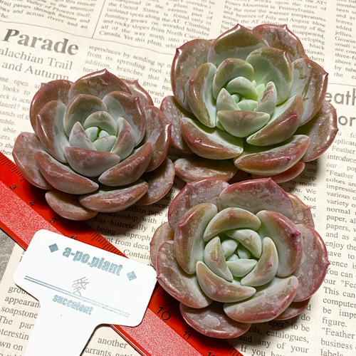 NEW 第四種送料無料◇愛◇多肉植物 韓国苗 多肉植物 a-po.plant 通販