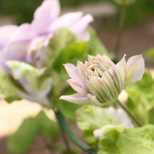 クレマチス：ゆいか6号鉢植え の通販 | 園芸ネット