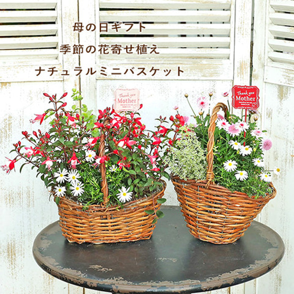 母の日にも♪ 寄せ植え 花□大人可愛いバスケット 楽天市場】寄せ 植え