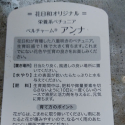 レア！花日和さんのオリジナル八重咲ペチュニア　ベルチャーム　アンナ 5枚目の画像