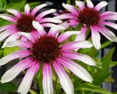 エキナセア ピンク 10株 まとめ購入希望の方どうぞ♪ echinacea
