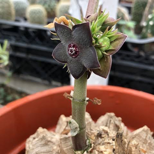 珍奇植物‼️亀甲蘿藦（大）✨マテレア シクロフィラ（新入荷