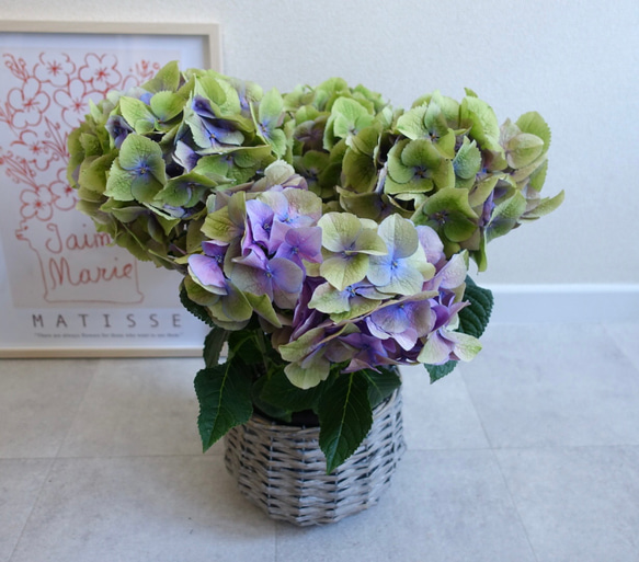 高級紫陽花♡ パープルシルバー 秋色アジサイ 苗 アジサイ 高級紫陽花♡ パープルシルバー 秋色アジサイ 苗 アジサイ