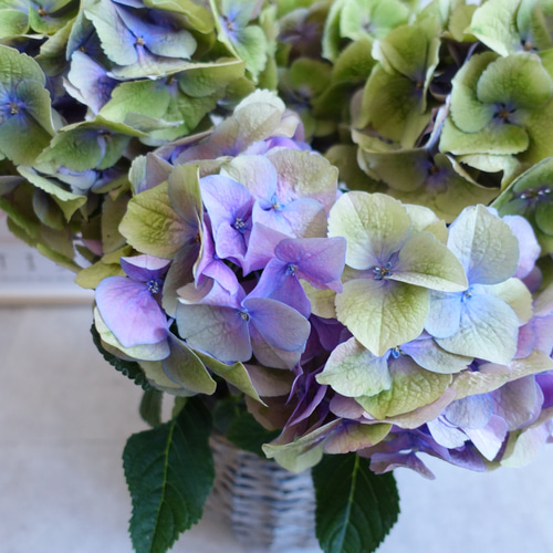 高級紫陽花♡ パープルシルバー 秋色アジサイ 苗 アジサイ 高級紫陽花♡ パープルシルバー 秋色アジサイ 苗 アジサイ