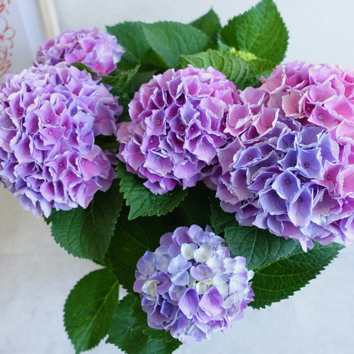 【あさ】モールフラワー　紫陽花3セット あさ】モールフラワー 紫陽花3セット あさ】モールフラワー