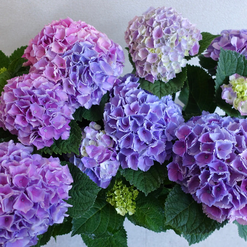 紫陽花ドライフラワーz2 60サイズ 秋色紫陽花（⑩紫陽花ドライ