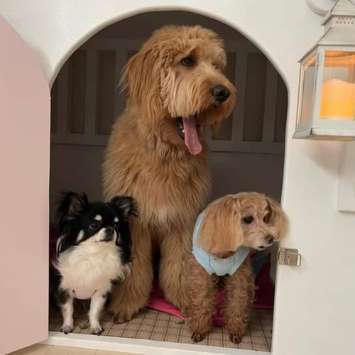 犬用 2階建て北欧テイストハウス（大型犬用） ハウス・小屋 オーダー