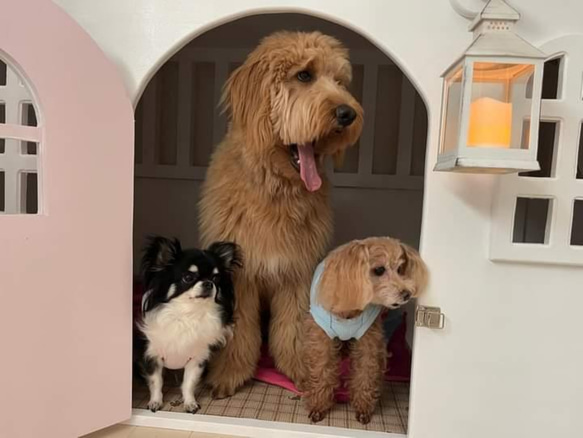 犬用　2階建て北欧テイストハウス（大型犬用） 