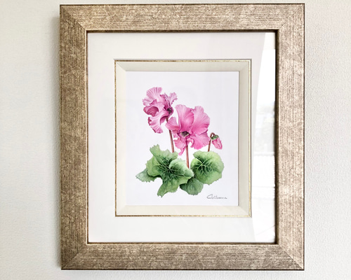 シクラメン」原画【ボタニカルアート/植物画/水彩画/ピンク系 シクラメン」原画【ボタニカルアート/植物画/水彩画/ピンク系