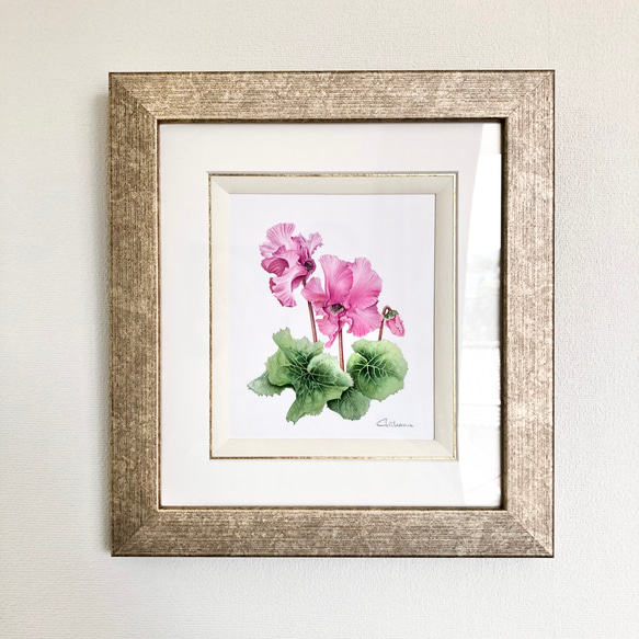 【絵画】ボタニカルアート　「シクラメン」原画 シクラメン」原画【ボタニカルアート/植物画/水彩画/ピンク系