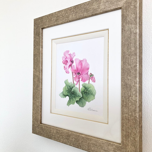 シクラメン」原画【ボタニカルアート/植物画/水彩画/ピンク系/草木花の