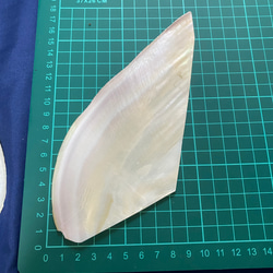 パールシェル　白蝶貝殻　スライス　天然貝殻 3枚目の画像
