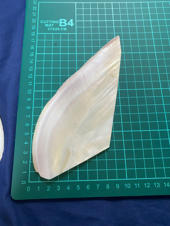 パールシェル　白蝶貝殻　スライス　天然貝殻 3枚目の画像