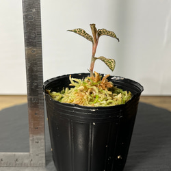 【観葉植物】ジュエルオーキッド 宝石蘭【アネクトキルス ロクスバーギ ゴールドヴェインタイプ】【高品質ミズゴケ】 3枚目の画像