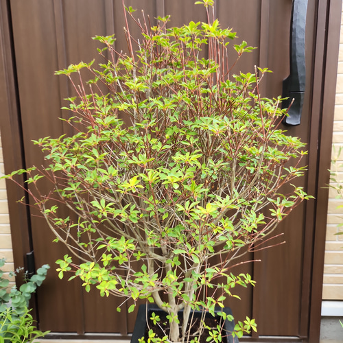和モダン♡ドウダンツツジ ブラックスクエア型鉢植え 苗 庭木