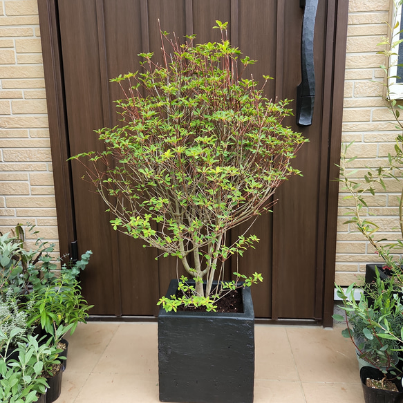 和モダン♡ドウダンツツジ ブラックスクエア型鉢植え 苗 庭木